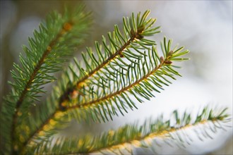 Pine tree branch.
