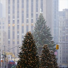 Christmas trees downtown.