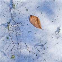 Leaf on snow covered ground.