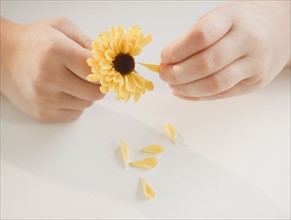 Hands pulling petals off flower. Photographer: Jamie Grill
