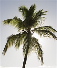 Palm tree. Photographe : Jamie Grill