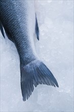 Tail of branzini fish on ice. Photographe : Kristin Lee