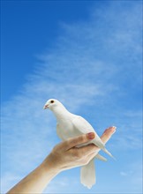 Hand holding dove.