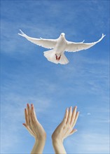 Dove flying above raised hands.
