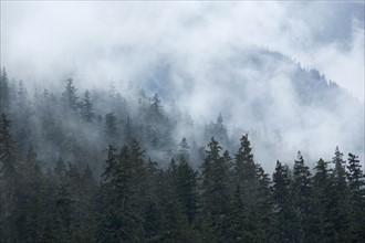 Fog over forest. Photographe : John Kelly