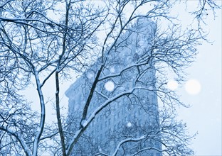Snowy tree in urban setting.