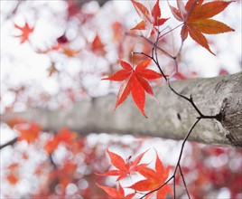 Maple tree in autumn. Photographe : Jamie Grill