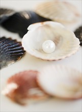 Pearl in shell. Photographe : Jamie Grill