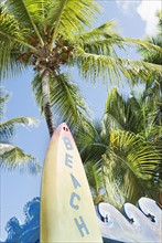 Surfboard and palm trees. Photographe : Jamie Grill