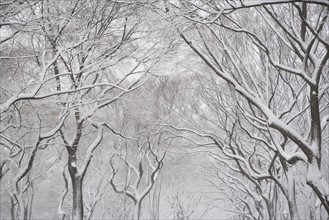 Snow covered trees. Photographe : fotog