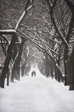 Tree lined path covered in snow. Photographe : fotog