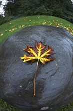 Autumn leaf. Photographe : John Kelly