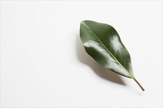 Green magnolia leaf. Photographe : Chris Hackett