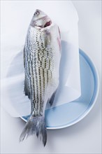 Whole striped bass fish on plate. Photographe : Kristin Lee
