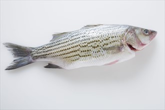 Whole striped bass fish. Photographe : Kristin Lee