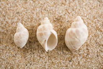 Three seashells on sand. Photographe : Kristin Lee