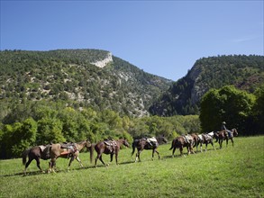 Horses walking in field. Photographe : John Kelly