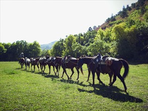 Horses walking in a line. Photographe : John Kelly