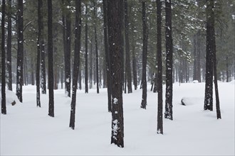 Trees in winter. Photographe : David Engelhardt