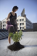 Woman watering aspen sapling on rooftop. Photographe : Shawn O'Connor