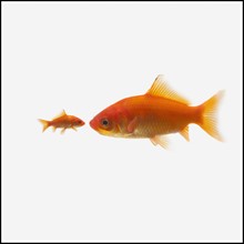 Two goldfish. Photographe : Mike Kemp