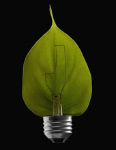 Green leaf inside a light bulb. Photographe : Mike Kemp