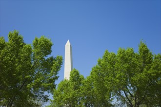 Trees in front of Washington monument.