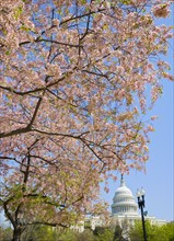 Cherry blossoms with Capitol building in background.