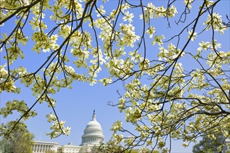 Dogwood branches with Capitol building in background.