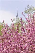 Cherry blossoms in front of the Empire State Building.