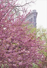 Cherry blossoms in front of a flat iron building.
