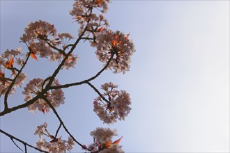 Blossoms on a Japanese cherry tree. Photo : Lucas Lenci Photo