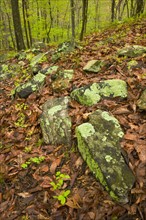 Rocks on forest floor in Ward Pound Ridge Reservation.