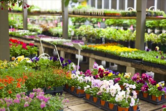 Garden flowers on display in greenhouse.