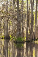 Honey Island Swamp in White Kitchen Nature Preserve.