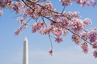 Cherry blossoms in front of Washington Monument.