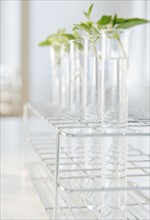 Herbs in test tubes. Photo : Jamie Grill