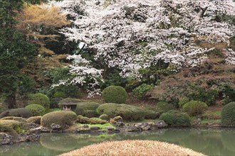 Japanese garden. Photo : Lucas Lenci Photo