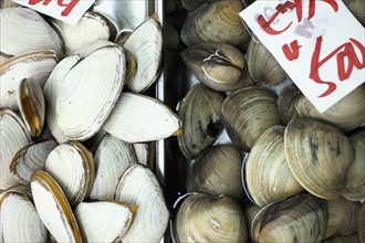 Clams on display in market. Photo : Lucas Lenci Photo