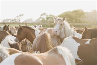 Close up of a herd of horses. Photo : Chris Hackett