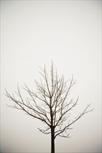 Bare tree in winter. Photo : Chris Hackett