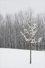 Bare trees in winter. Photo : Chris Hackett