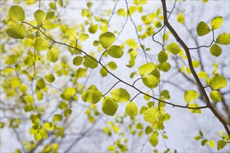 Green leaves on tree branches in spring. Photo : Chris Hackett