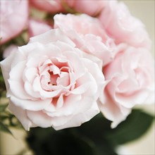 Pink garden roses. Photo : Jamie Grill