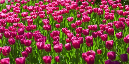 Pink tulips.
