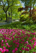 Tulips in Central Park.