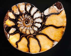 A nautilus shell.
