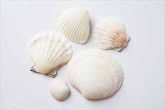 Sea shells. Photo : Chris Hackett