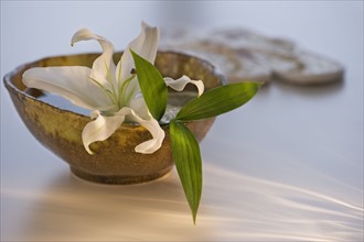 Lily in bowl of water. Photo : Daniel Grill