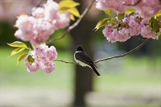 Kingbird perched on cherry tree branch. Photo : Antonio M. Rosario